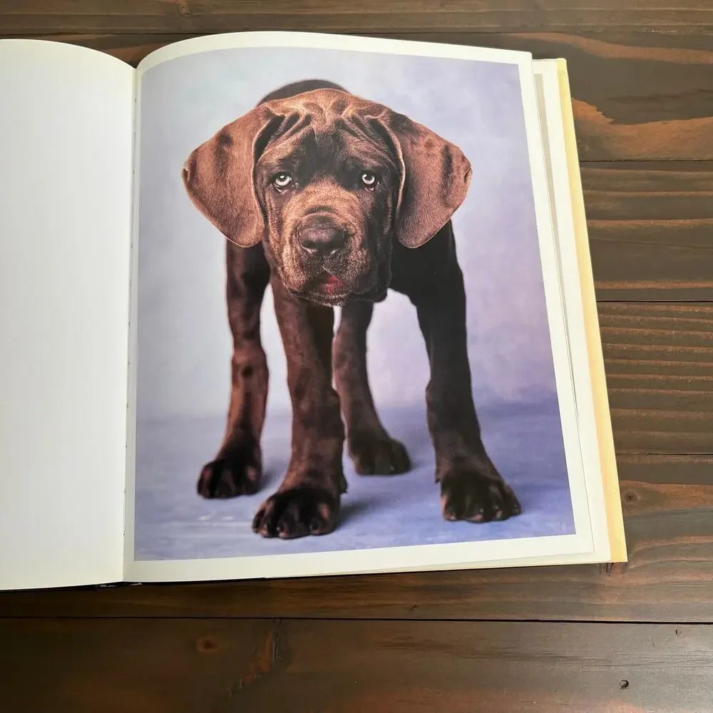 101 Salvations For The Love Of Dogs by Rachael Hale Hardcover Bulfinch Press